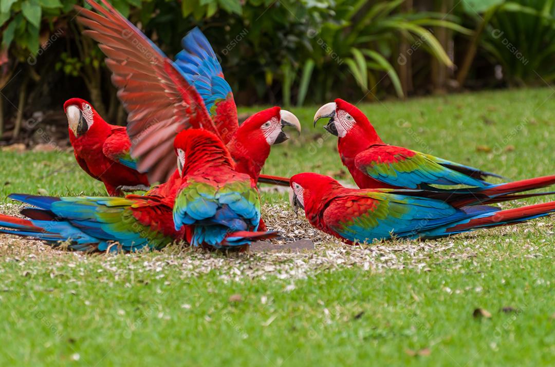 Linda arara vermelha no pantanal brasileiro.