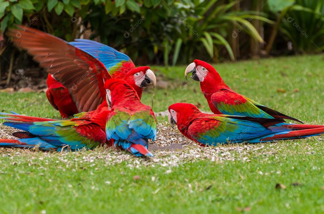 Linda arara vermelha no pantanal brasileiro.