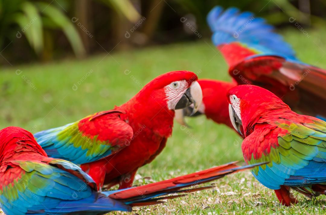 Linda arara vermelha no pantanal brasileiro.
