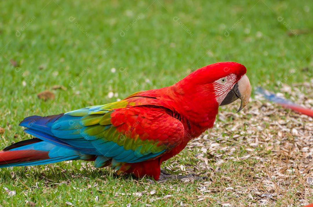 Linda arara vermelha no pantanal brasileiro.