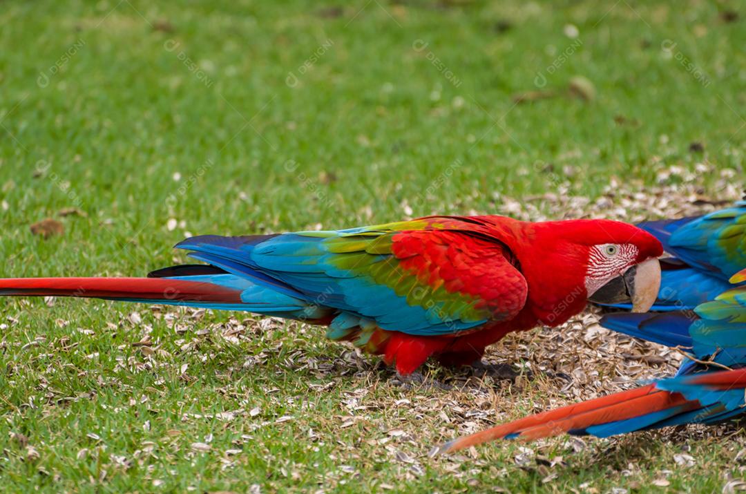 Linda arara vermelha no pantanal brasileiro.