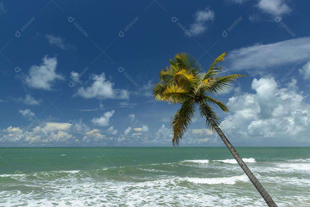 Cena de praia tropical no nordeste do Brasil. Coqueiro, céu azul e mar. Barra de Camaratuba, Paraíba, Brasil.