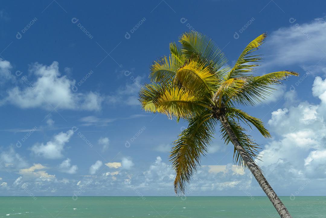 Cena de praia tropical no nordeste do Brasil. Coqueiro, céu azul e mar. Barra de Camaratuba, Paraíba, Brasil.