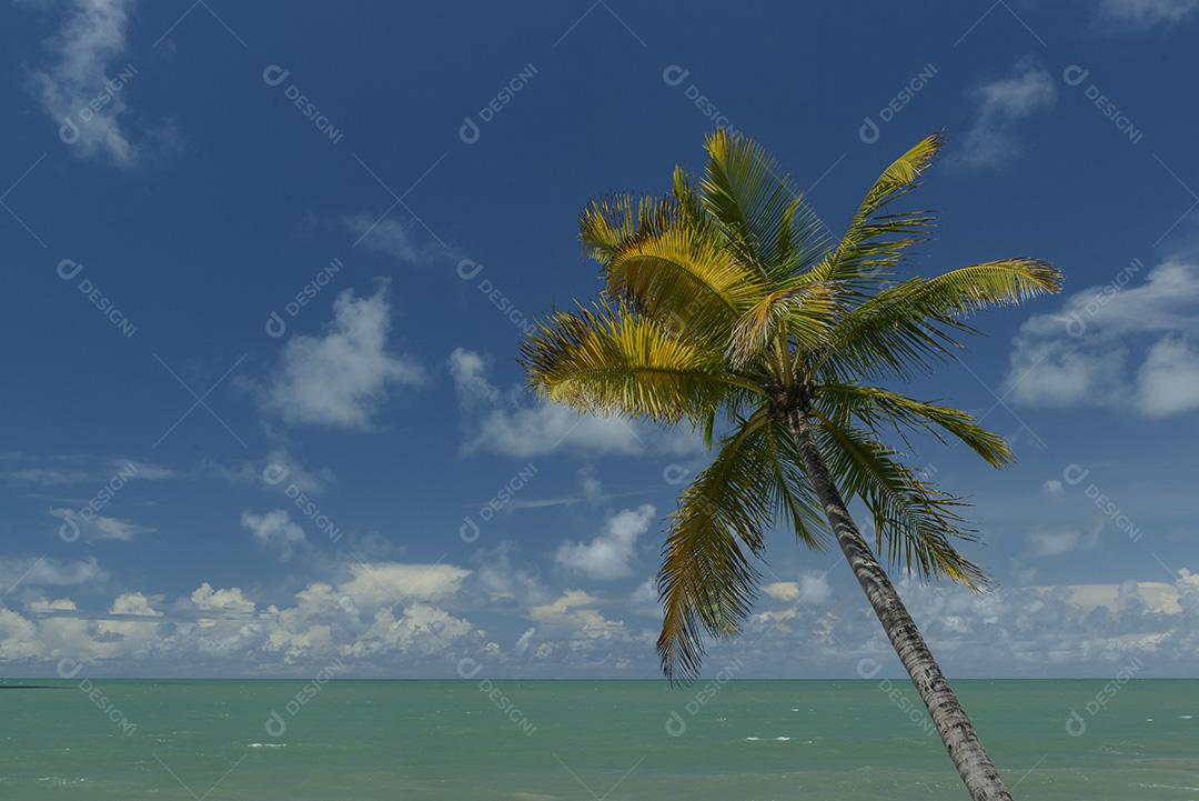 Cena de praia tropical no nordeste do Brasil. Coqueiro, céu azul e mar. Barra de Camaratuba, Paraíba, Brasil.