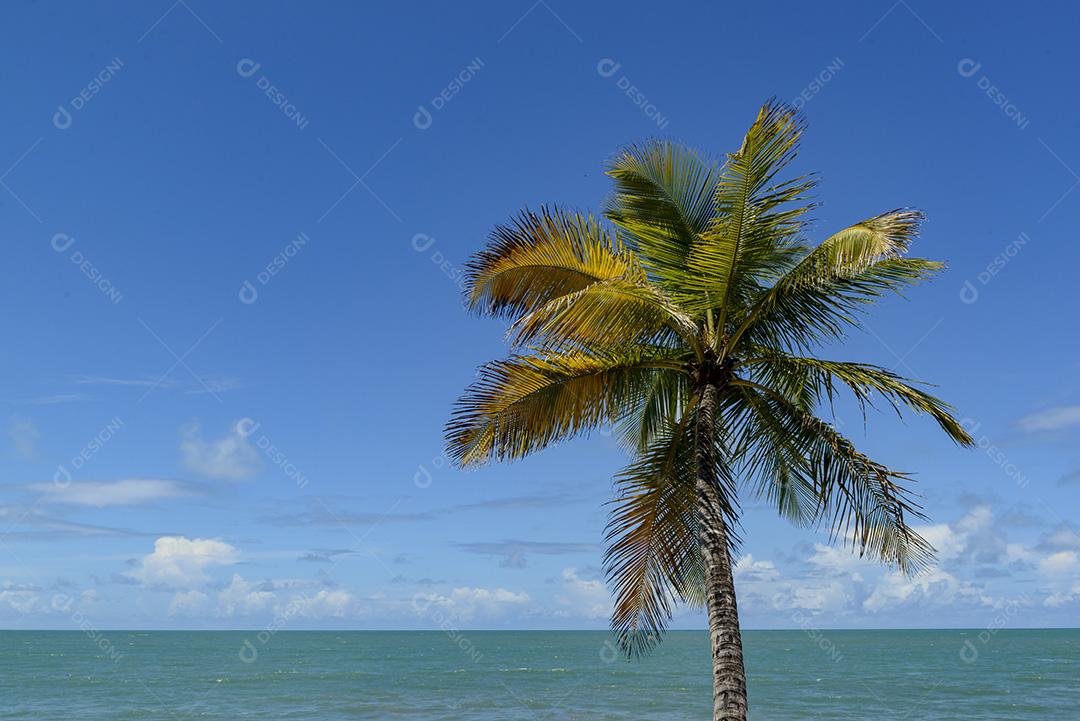 Cena de praia tropical no nordeste do Brasil. Coqueiro, céu azul e mar. Barra de Camaratuba, Paraíba, Brasil.