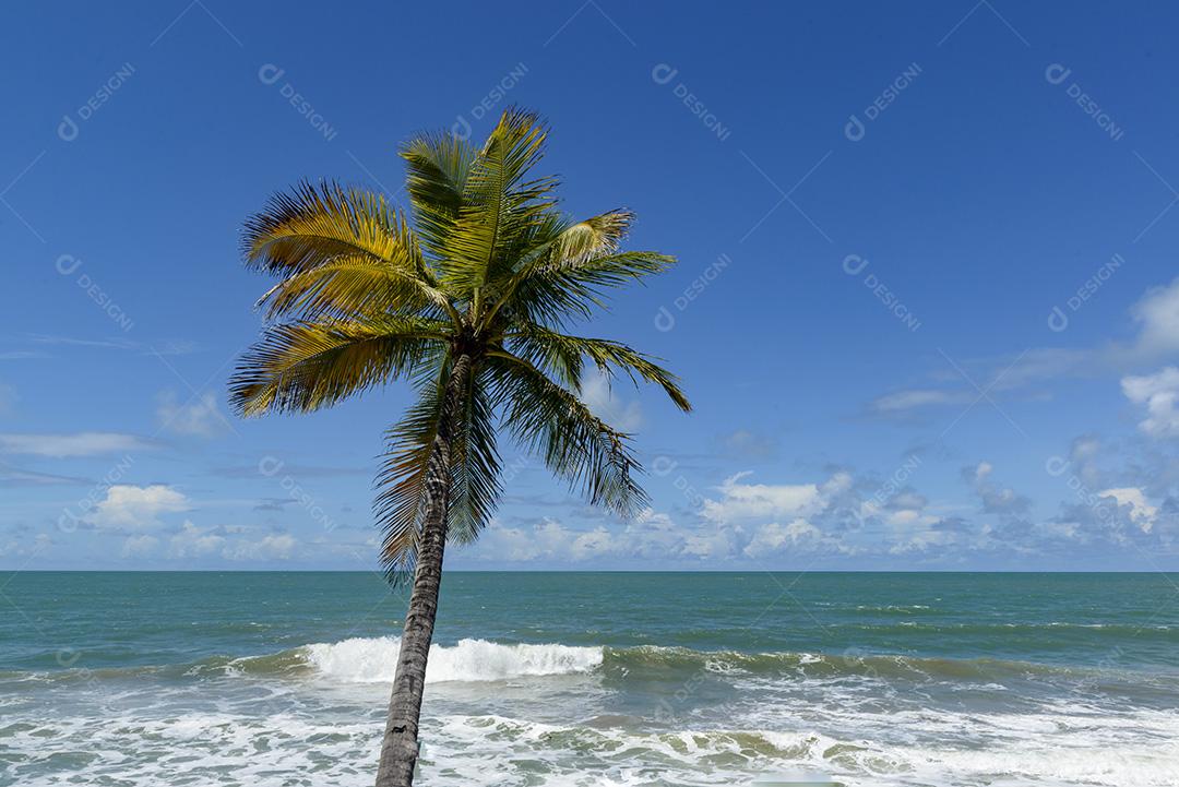 Cena de praia tropical no nordeste do Brasil. Coqueiro, céu azul e mar. Barra de Camaratuba, Paraíba, Brasil.