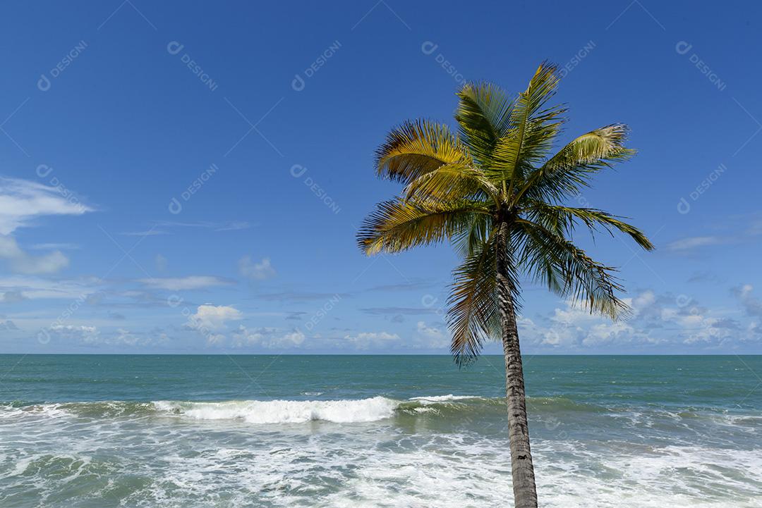 Cena de praia tropical no nordeste do Brasil. Coqueiro, céu azul e mar. Barra de Camaratuba, Paraíba, Brasil.