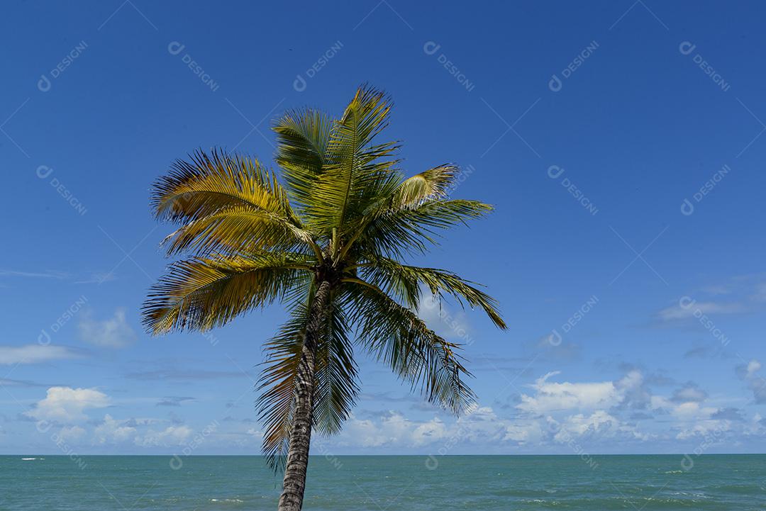 Cena de praia tropical no nordeste do Brasil. Coqueiro, céu azul e mar. Barra de Camaratuba, Paraíba, Brasil.