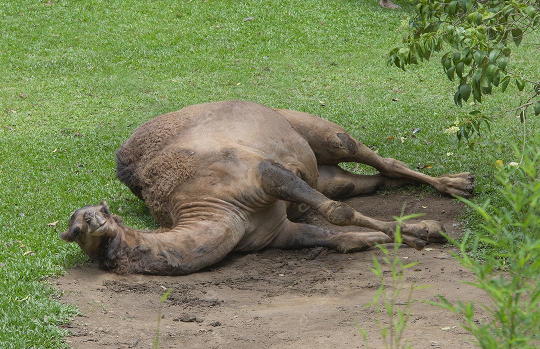 Dromedário preguiçoso deitado em uma poça de lama