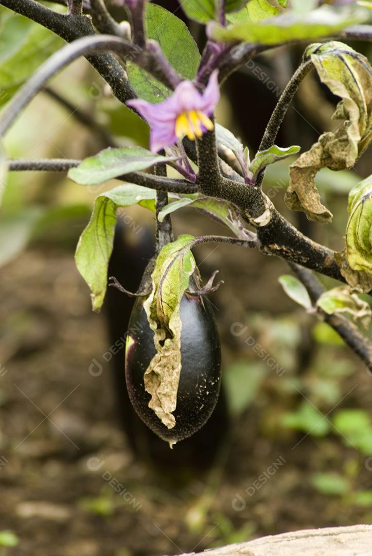 Fruta comida Berinjela plantio folhas arvores