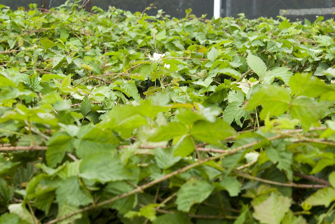 Jardim espaço planejado, normalmente ao ar livre, para a exibição, cultivação e apreciação de plantas, flores