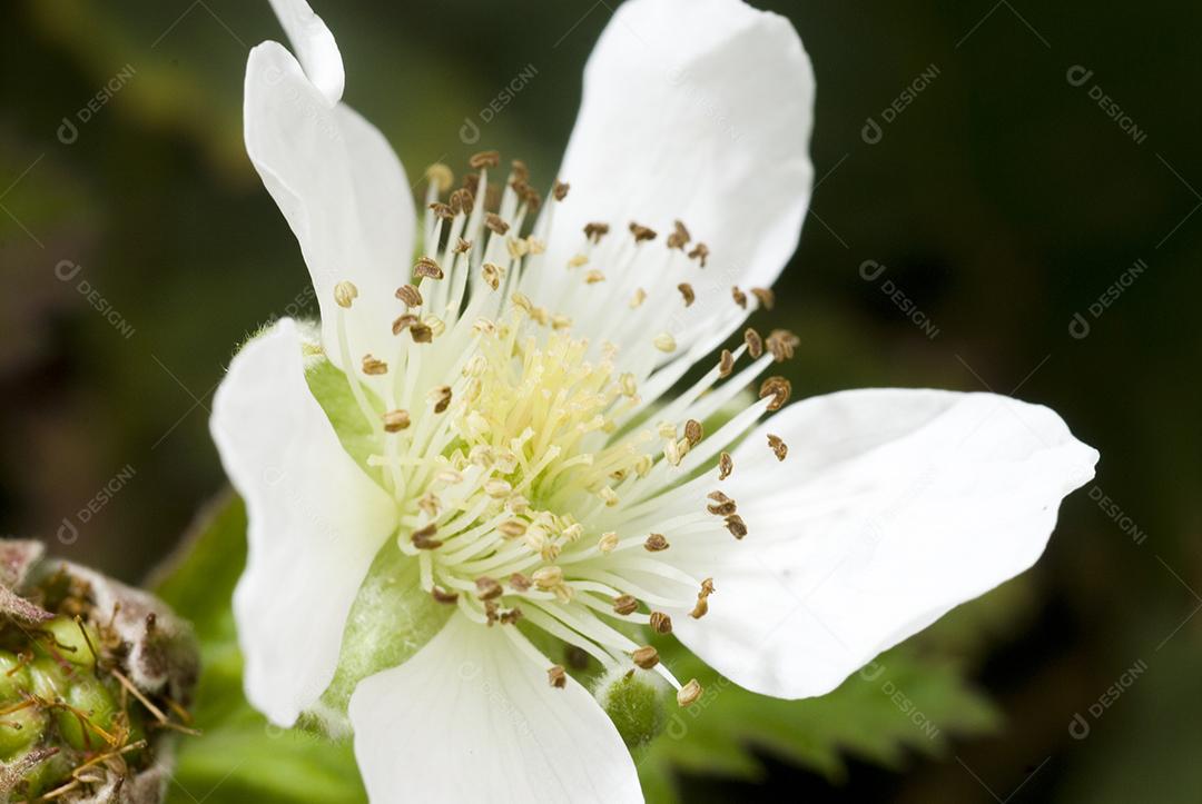 Roseira-brava planta arbustiva da família das rosáceas nativa da Europa que ocorre em Portugal em zonas de clima temperado