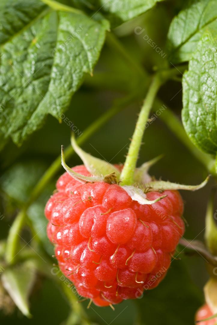 Framboesa vermelha no talo. Fruta framboesa deliciosa