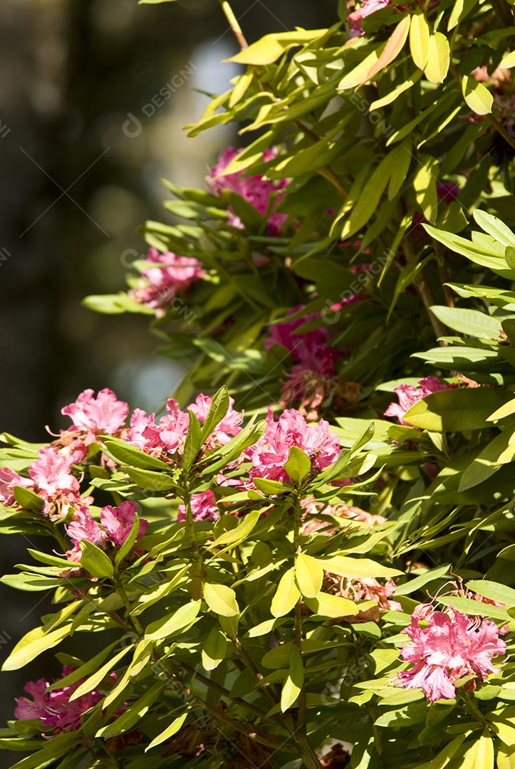 Plantas folhas flores flor sobre fundo desfocado