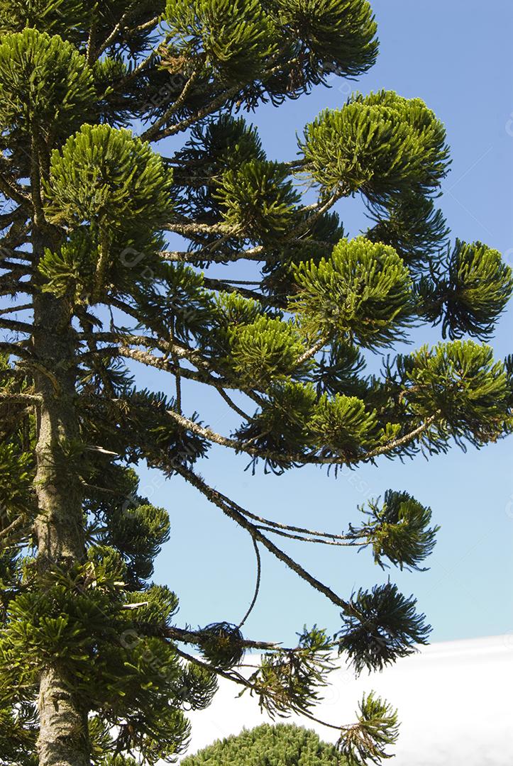 Arvore floresta galhos folhas verde sobre céu azul