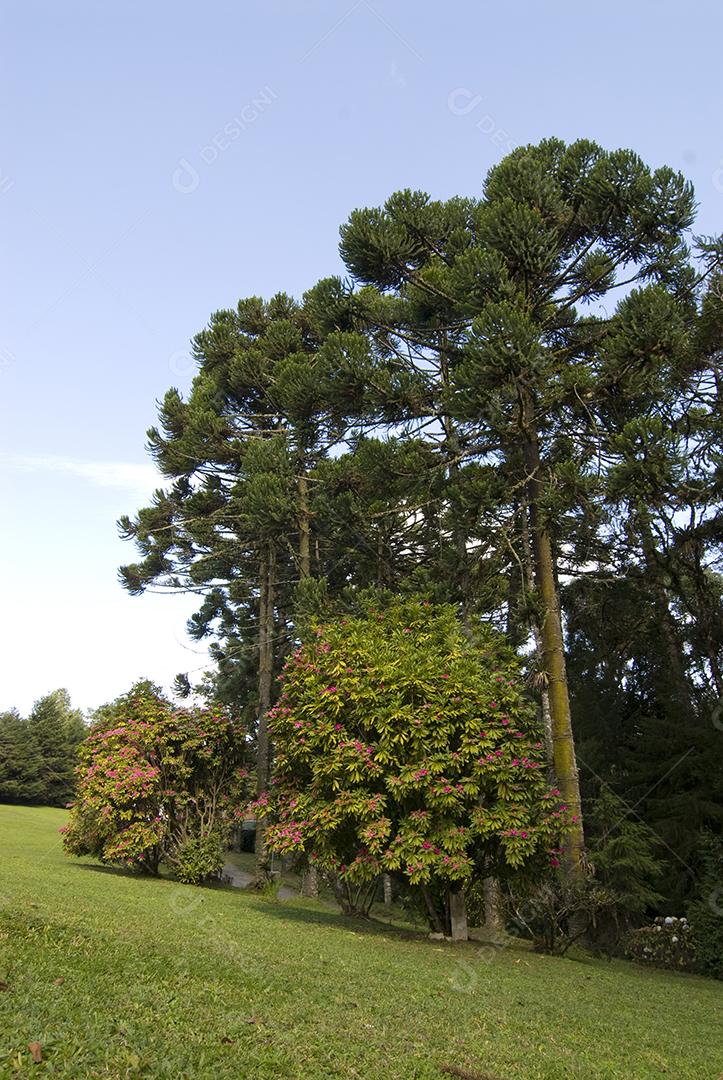 Arvore floresta galhos folhas verde sobre céu azul