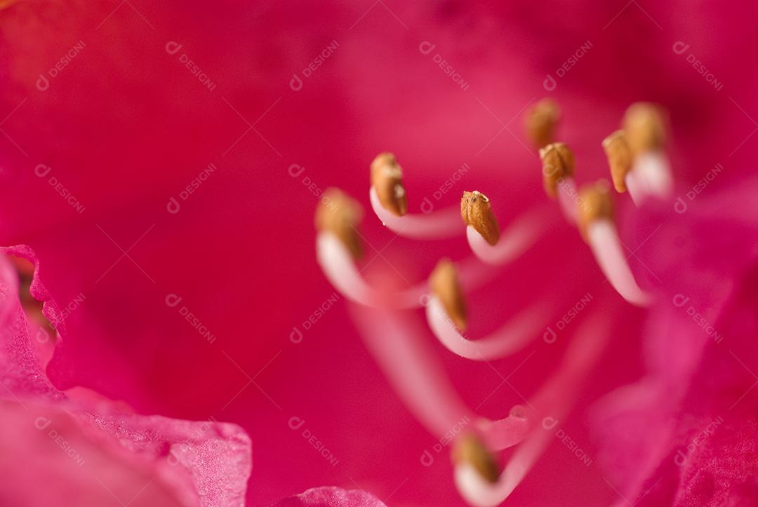 Azálea galhos flores sobre sobre fundo desfocado