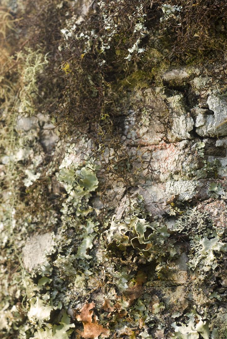 Punctelia Fungi troncos de arvore