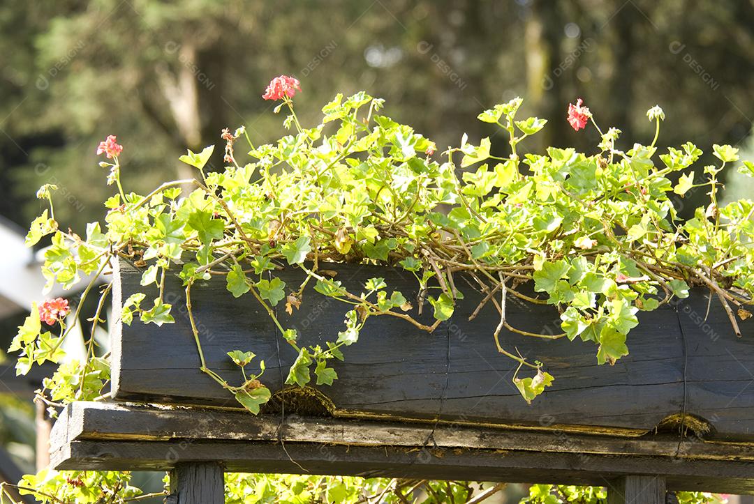 Folhas verde floresta planta plantio