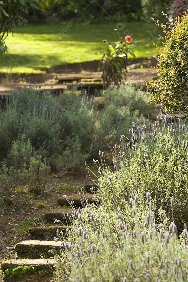 Alecrim Plantas folhas sobre floresta