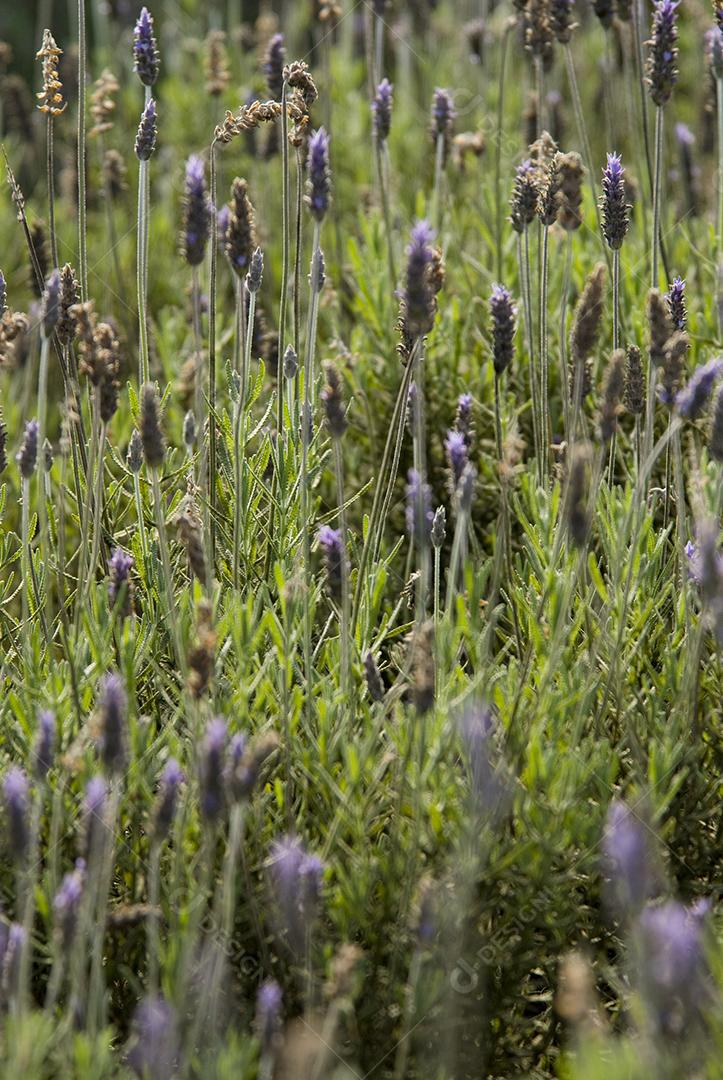 fazenda, campos do jordão, são paulo, cidade serrana,