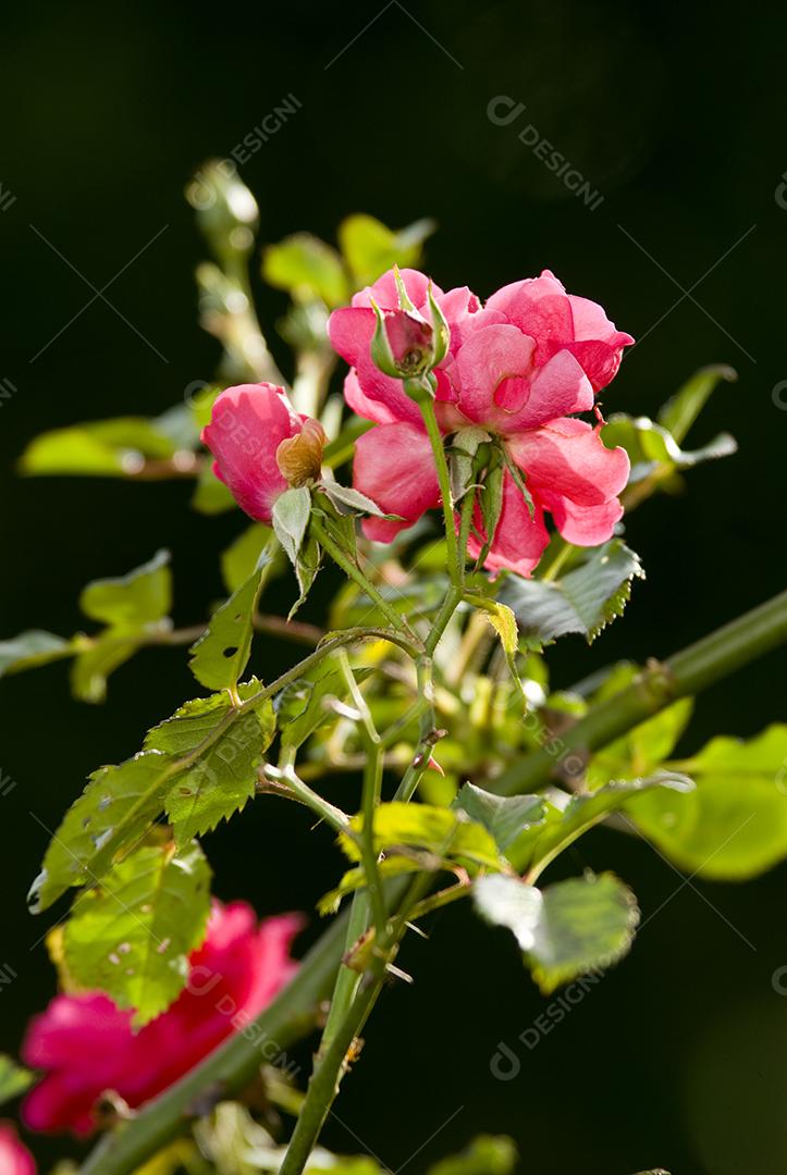 Flores rosa planta sobre fundo desfocado