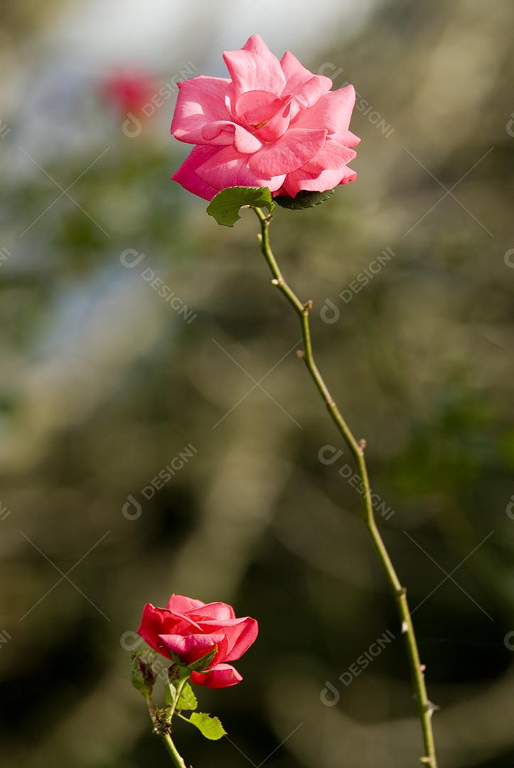 Flor rosa linda florida ao sol