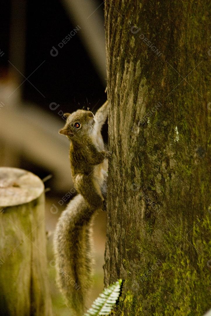 Esquilo ao ar livre sobre cerca em  floresta