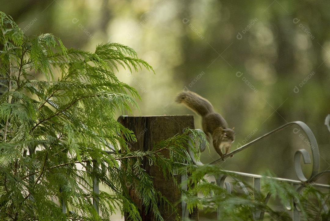 Esquilo ao ar livre sobre cerca em  floresta