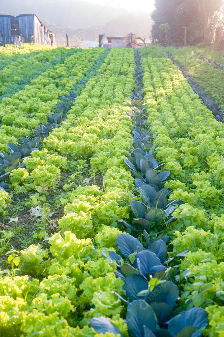 Plantação de Alface agropecuaria verdura