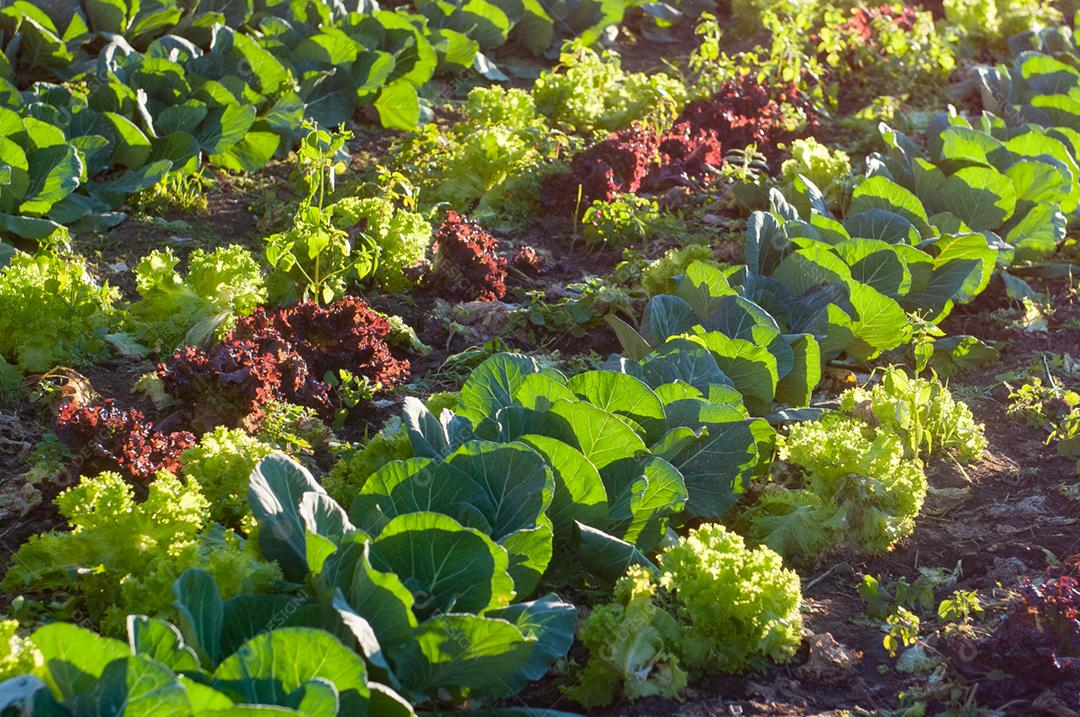 Plantação de Alface agropecuaria verdura