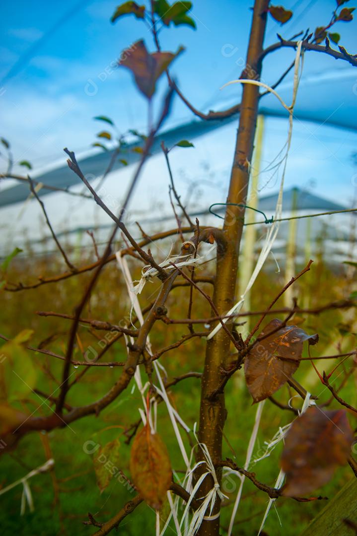 Fallopia japonica Plantas arvores