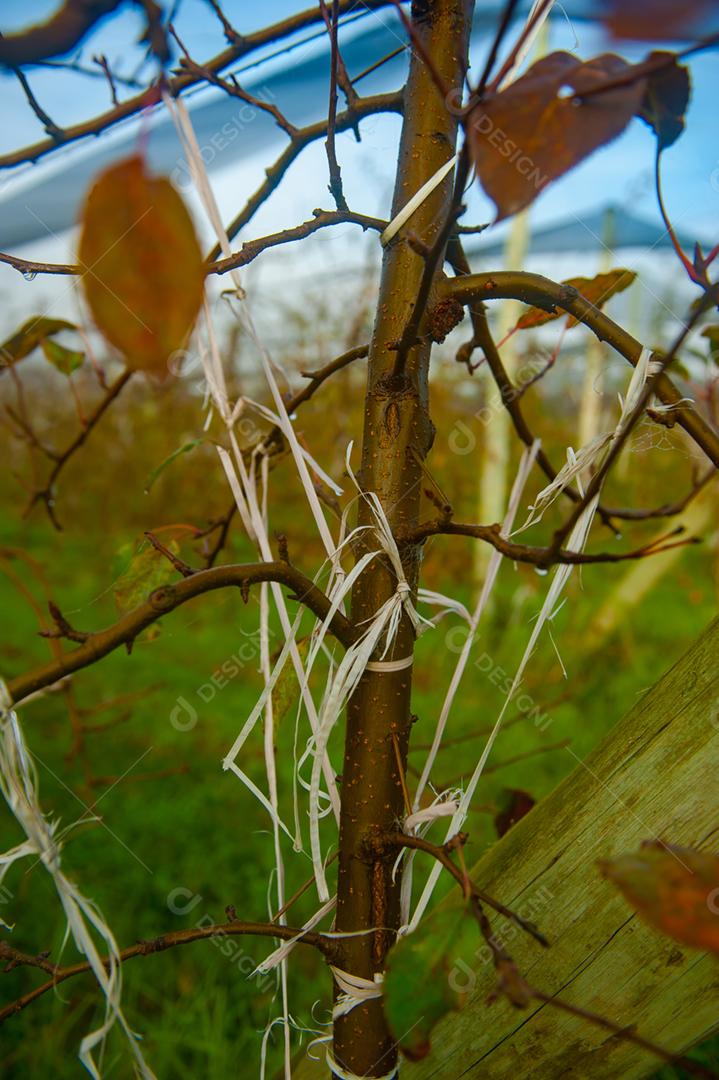 Fallopia japonica Plantas arvores
