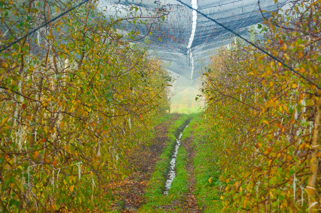 Bétula Plantas arvore plantaçao