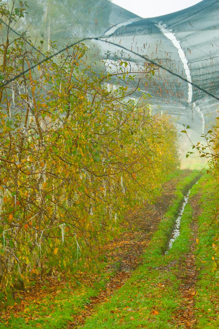 Bétula Plantas arvore plantaçao