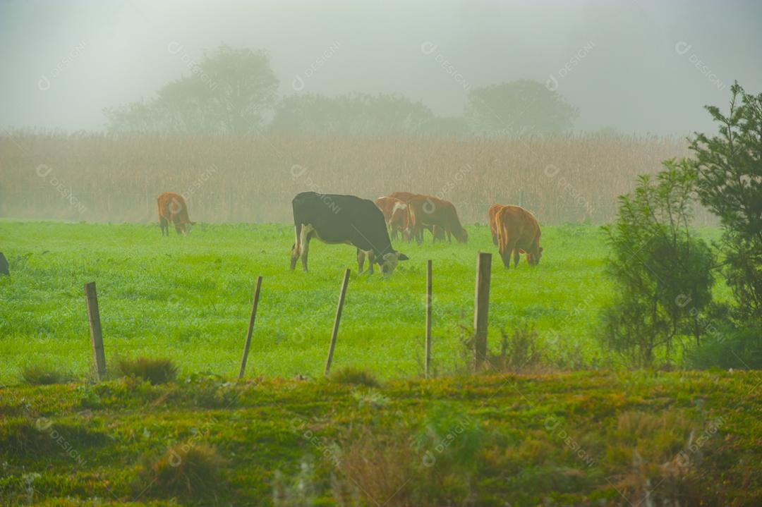 Gado bovino pastando fazenda neblina