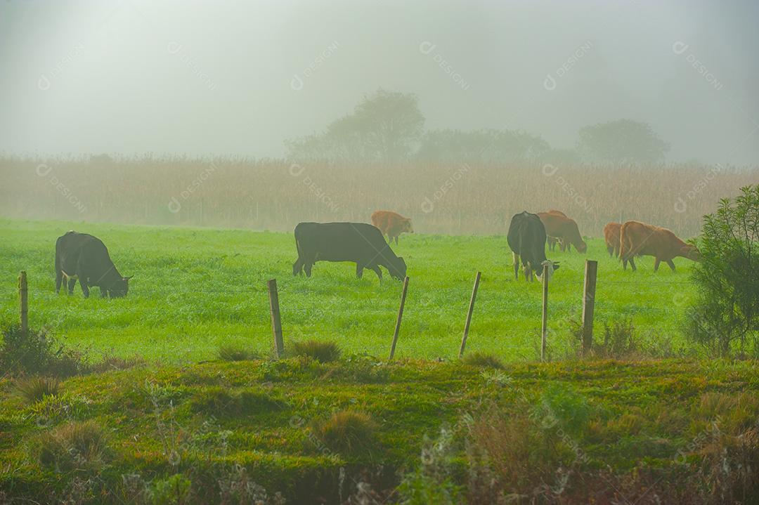 Vacas pastando em um campo verde exuberante e neblinas