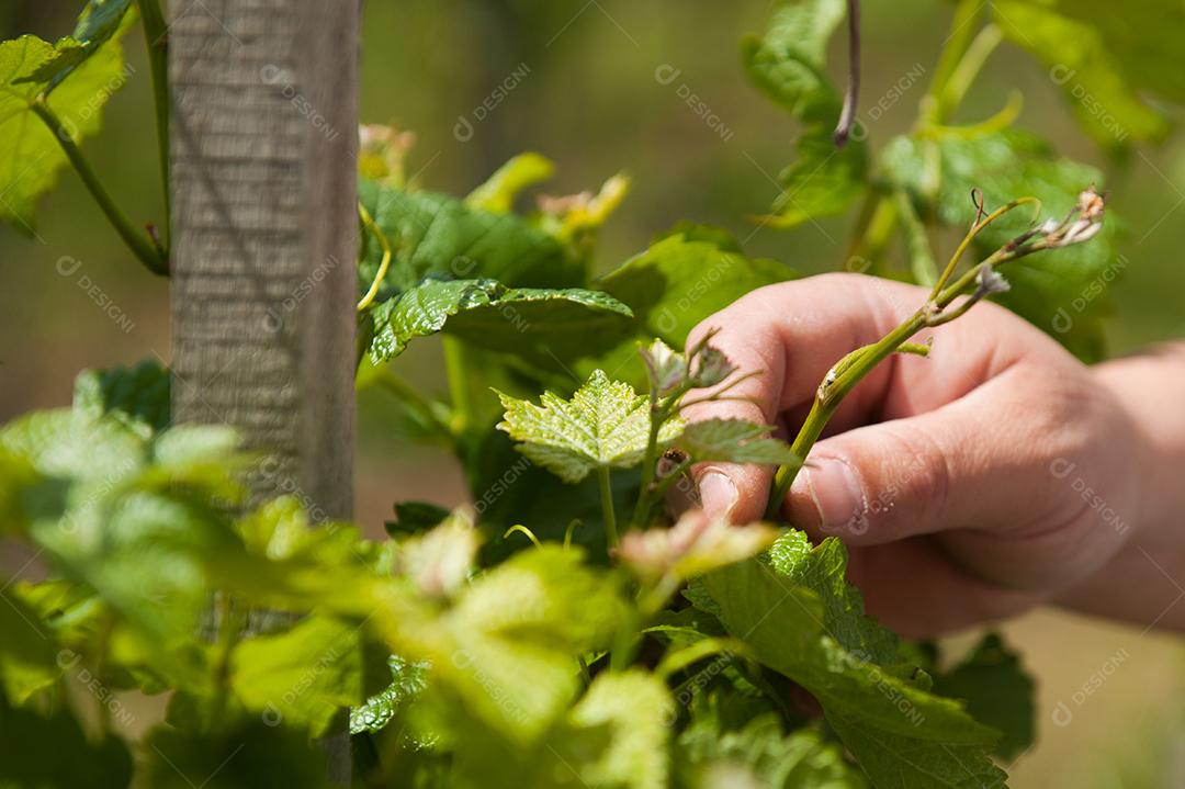 Folhas verdes de fruta morango. Folhagem.