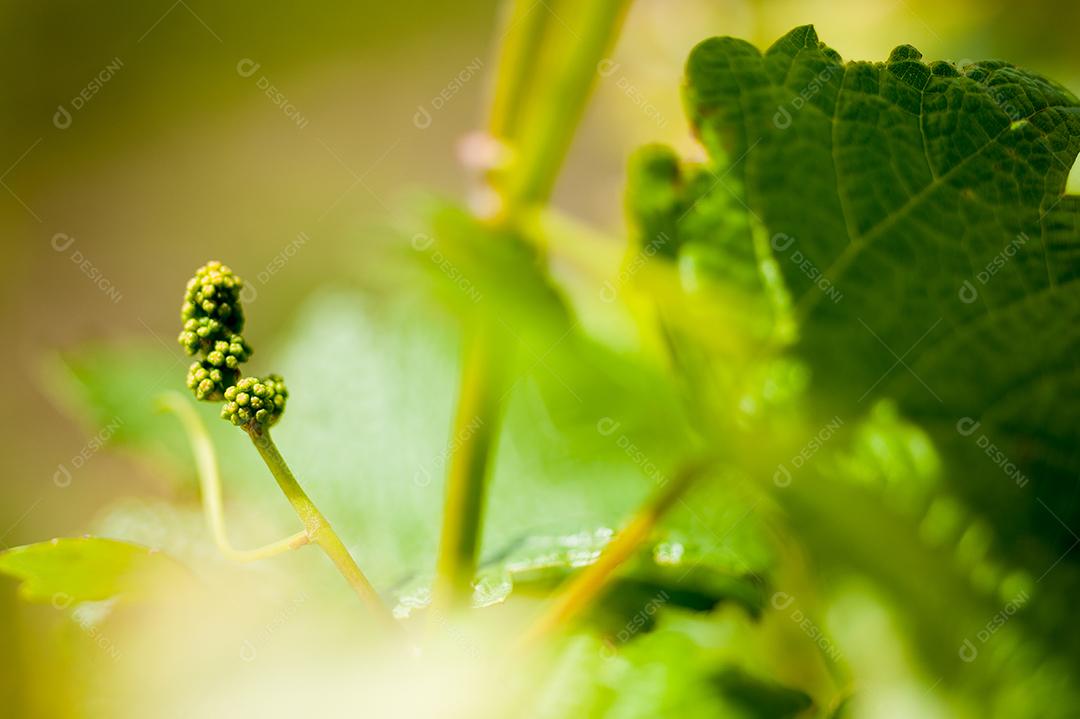 Videiras na primavera verdes.