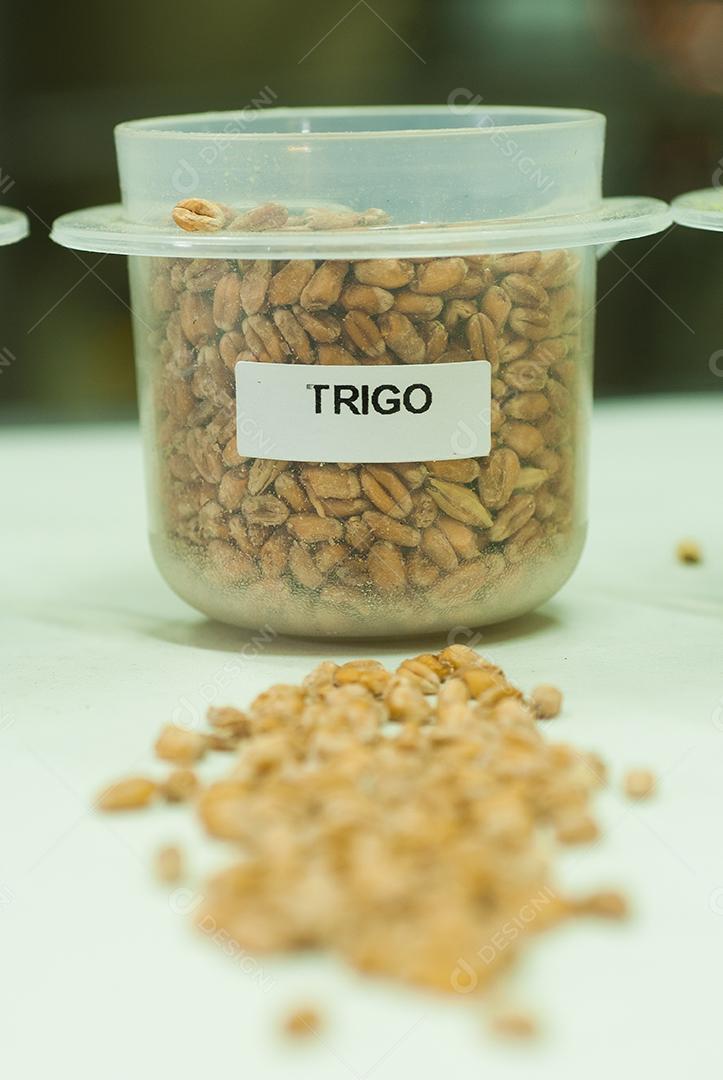 Um grupo de trigo em um recipiente em formas de grãos.