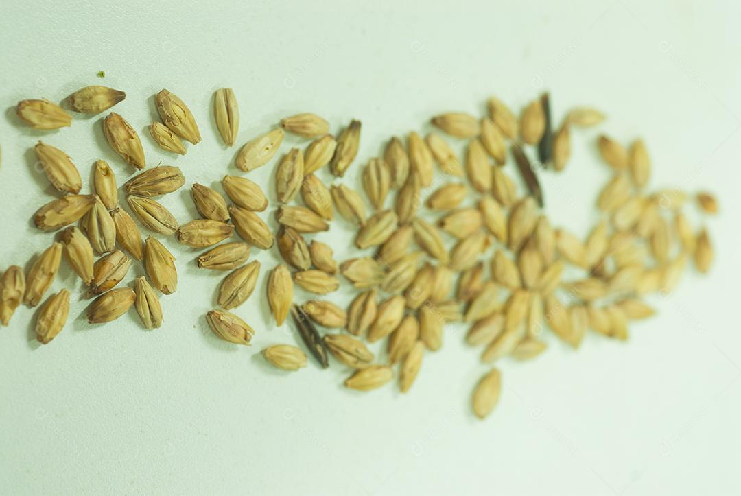 Malta dos Cervejeiros. Sementes.