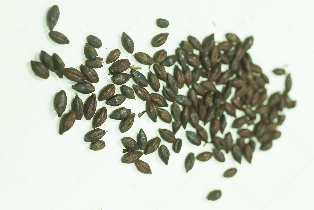 A semente de girassol é rica em magnésio e triptofano, nutrientes que são importantes para a produção do hormônio serotonina