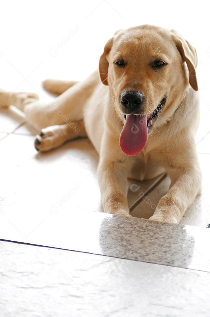 Cachorro doméstico em uma casa.