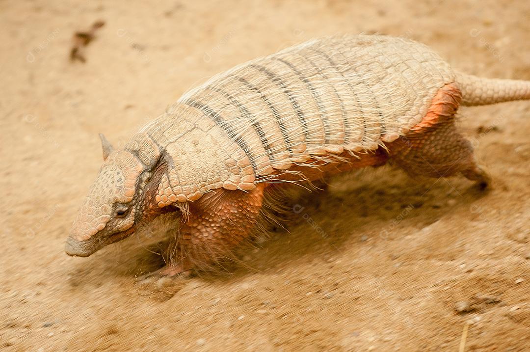 tatu-peludo-andino mammalia na natureza.