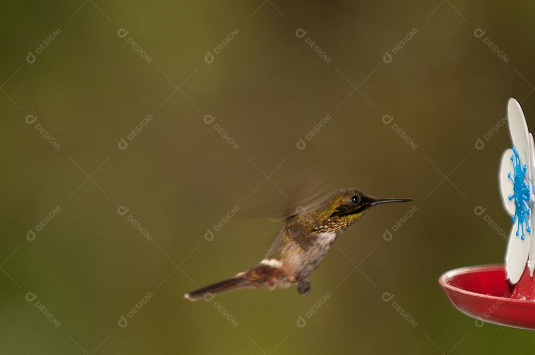 Beija-flor glória da manhã. Ave