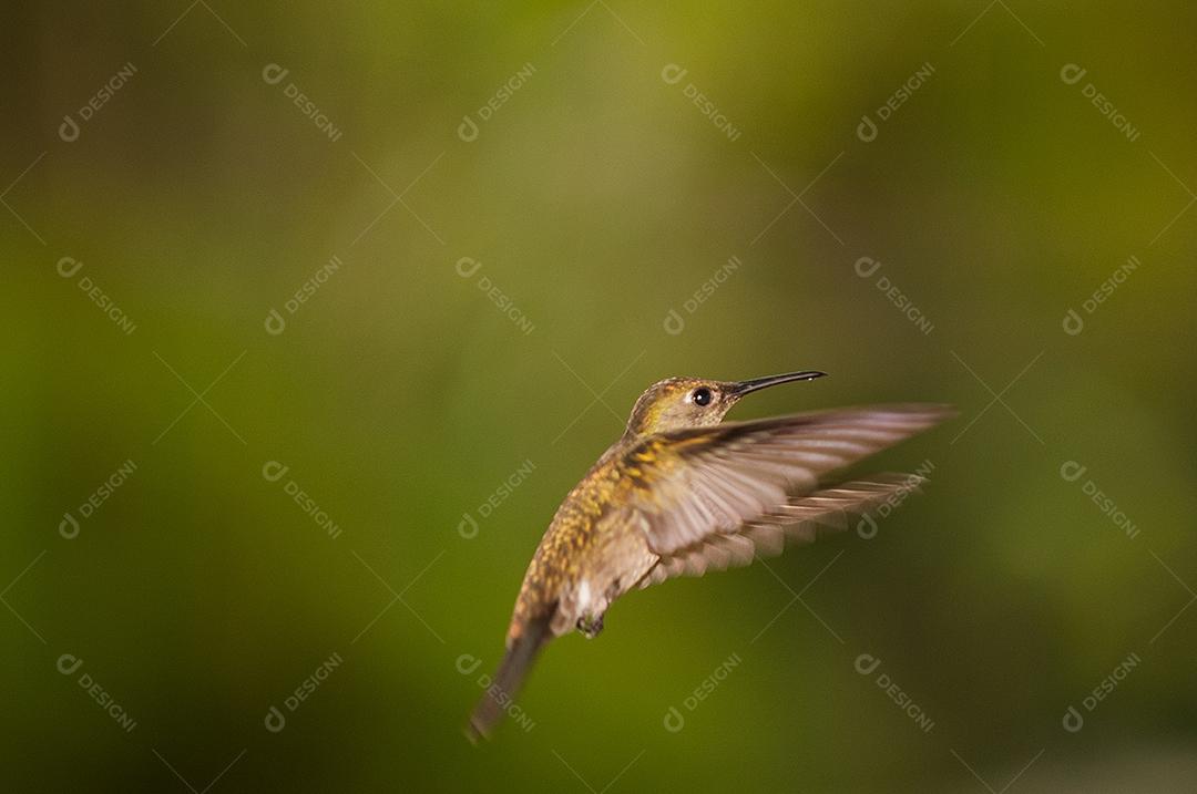 Beija-flor glória da manhã. Ave