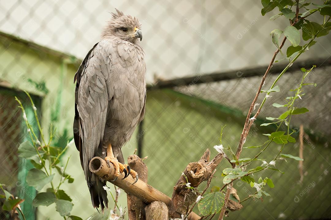 Falcão cinza posado ao ar livre. Ave