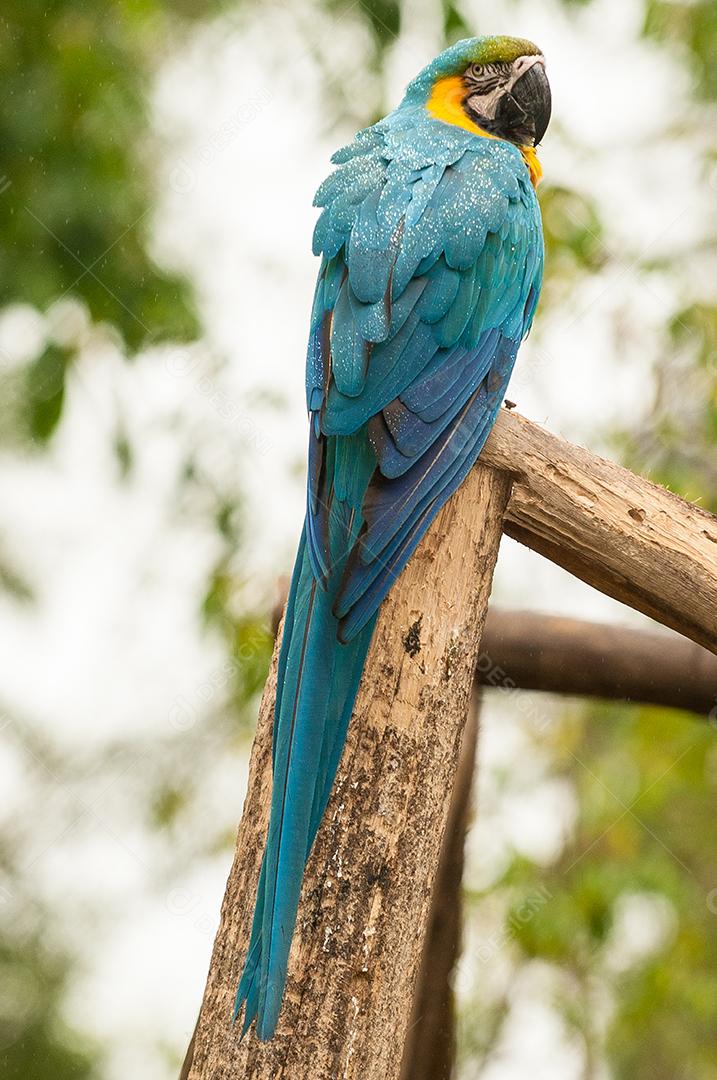 Arara azul ao ar livre olhando para camera