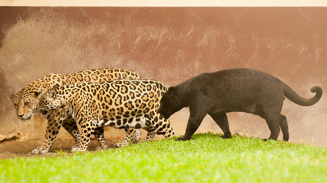 Onça-pintada ou jaguar, também conhecida como onça-preta. Animal ameaçador e selvagem