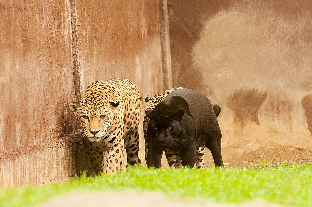 Onça-pintada ou jaguar, também conhecida como onça-preta. Animal ameaçador e selvagem